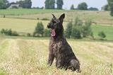 BOUVIER DES ARDENNES 333